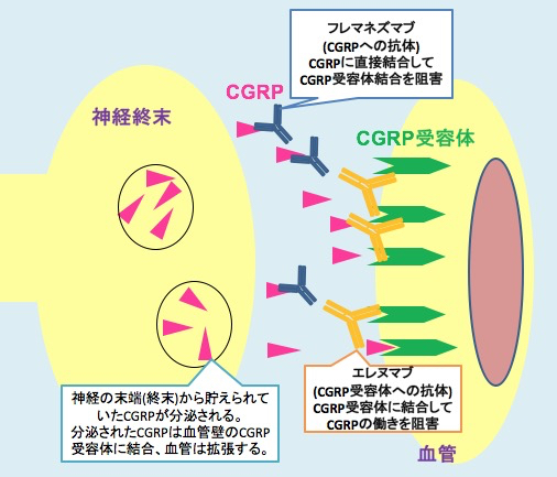 筋肉を強く押したらあかんのか 松本深圧院グループ 筋肉を強く押したらあかんのか 松本深圧院グループ