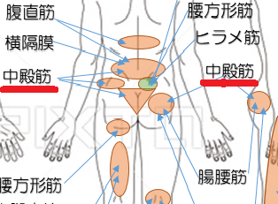 股関節と腰痛 | 松本深圧院グループ